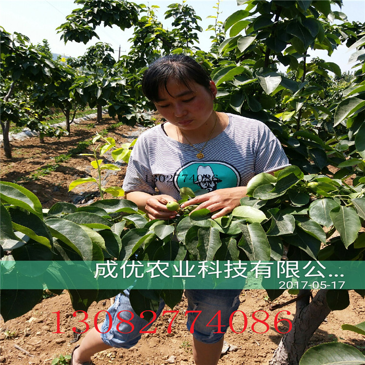 秋月梨樹苗，梨樹苗那個(gè)品種