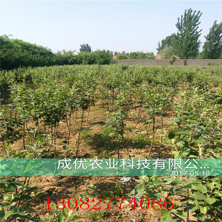 梨樹苗品種大全，2018年梨樹新品種