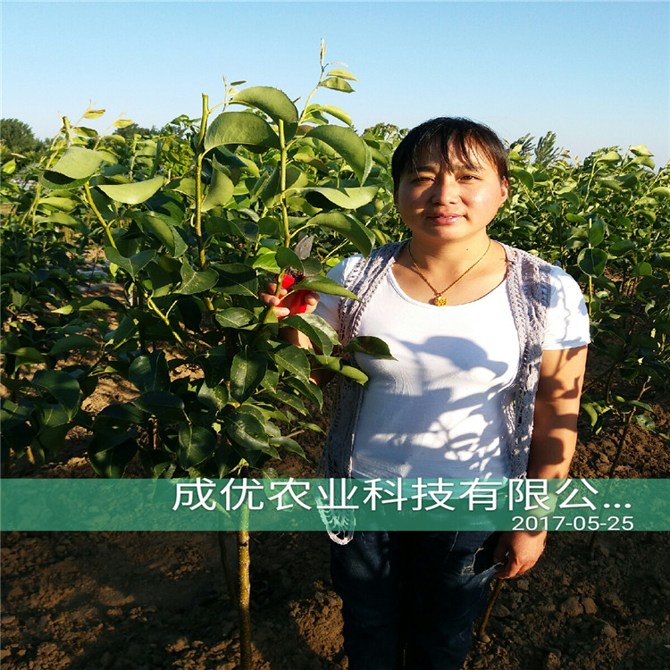 黃冠梨樹苗，梨樹苗那個(gè)品種