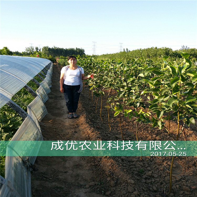 玉露香梨樹苗，梨樹苗