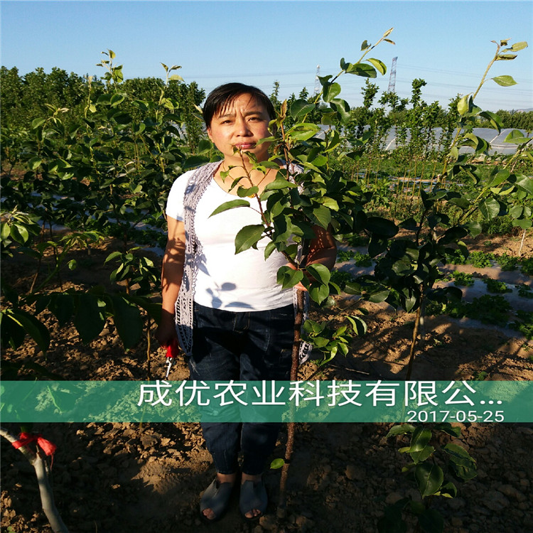 秋月梨樹苗，梨樹苗那個(gè)品種