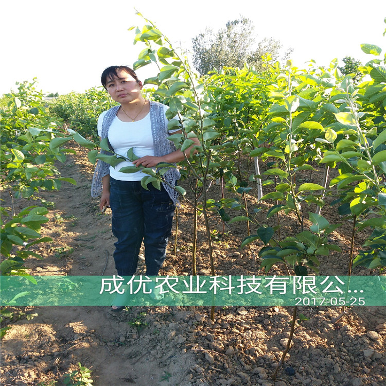 黃冠梨樹苗，梨樹苗那個(gè)品種