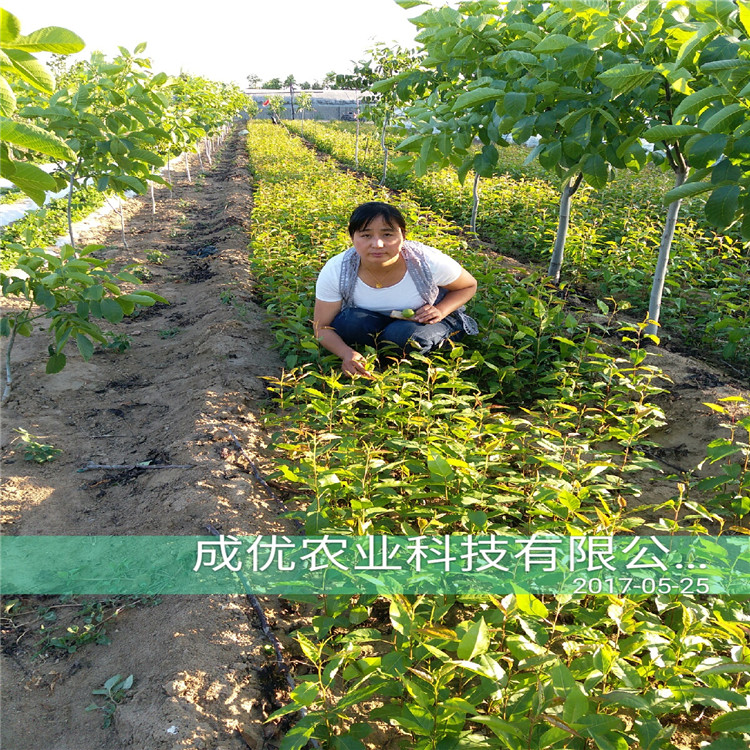 晚秋黃梨，哪里能買到梨樹苗