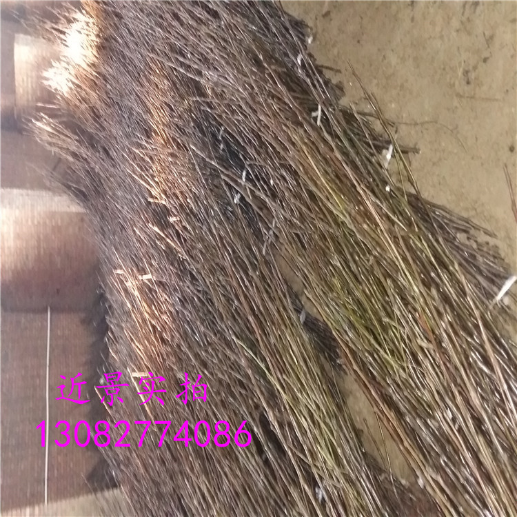 晚秋黃梨，二年梨樹(shù)苗