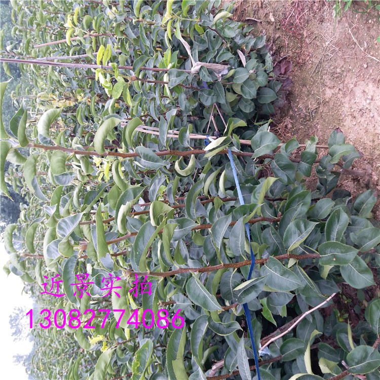 新梨7號(hào)梨樹(shù)苗，2018年梨樹(shù)新品種