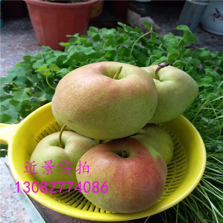 秋月梨樹(shù)苗，梨樹(shù)苗