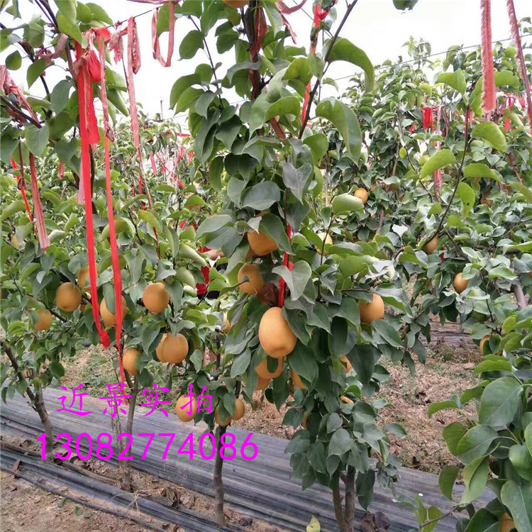 黃冠梨樹苗，梨樹苗那個(gè)品種