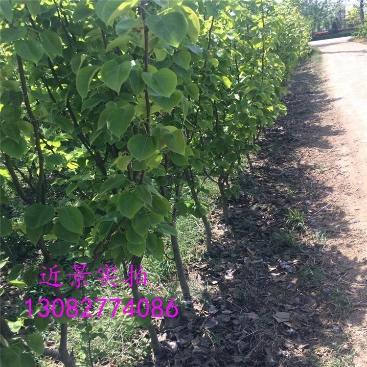 梨樹苗一棵多少錢，梨樹苗品種介紹
