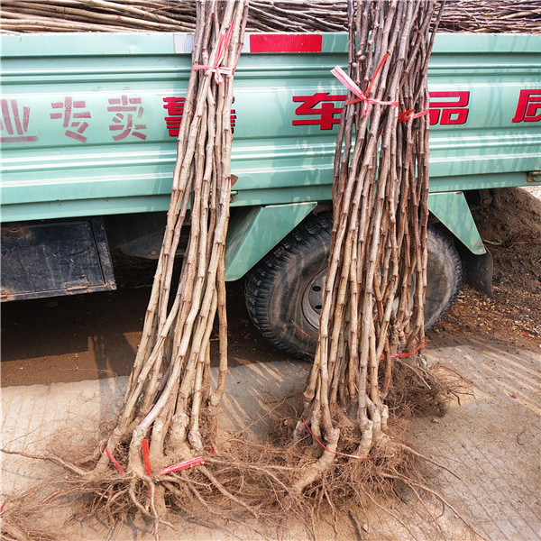 1米高山楂樹(shù)苗，山楂苗批發(fā)，大果山楂苗
