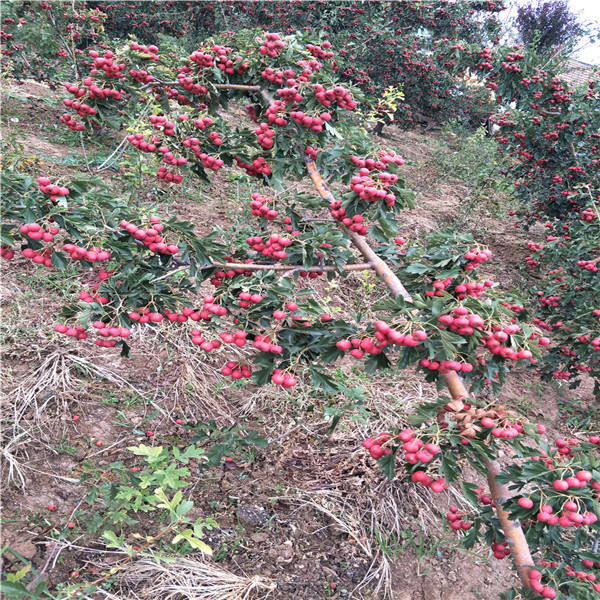 泰安山楂苗，山楂苗批發(fā)，5公分山楂樹