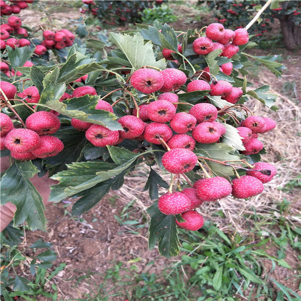 泰安山楂苗，山楂苗批發(fā)，5公分山楂樹