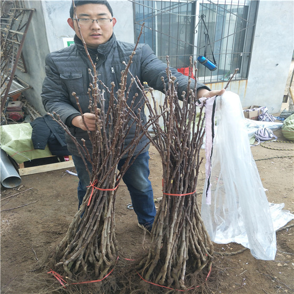 1米高山楂樹苗，山楂那個品種好，山楂苗基地價格
