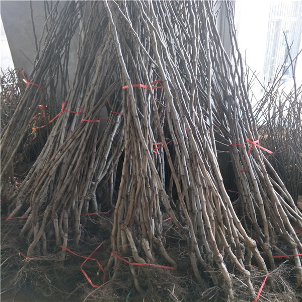 山楂苗批發(fā)出售，3公分山楂，山楂苗基地價(jià)格