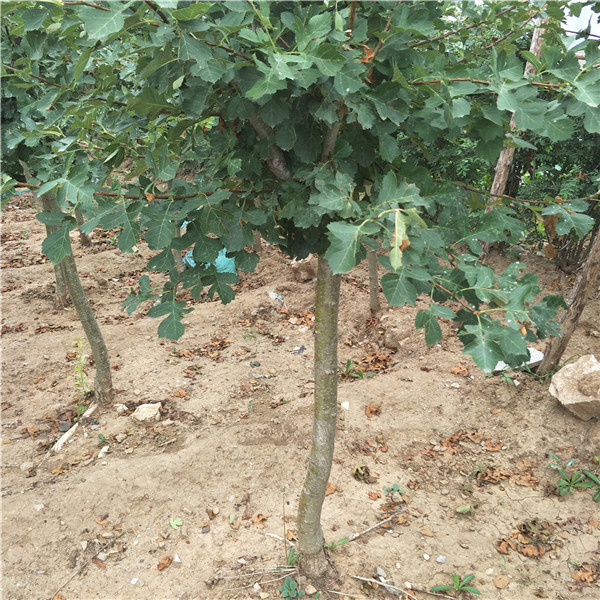泰安山楂苗，山楂苗批發(fā)，5公分山楂樹