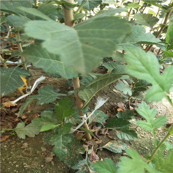 泰安山楂苗，山楂苗出售，5公分山楂樹