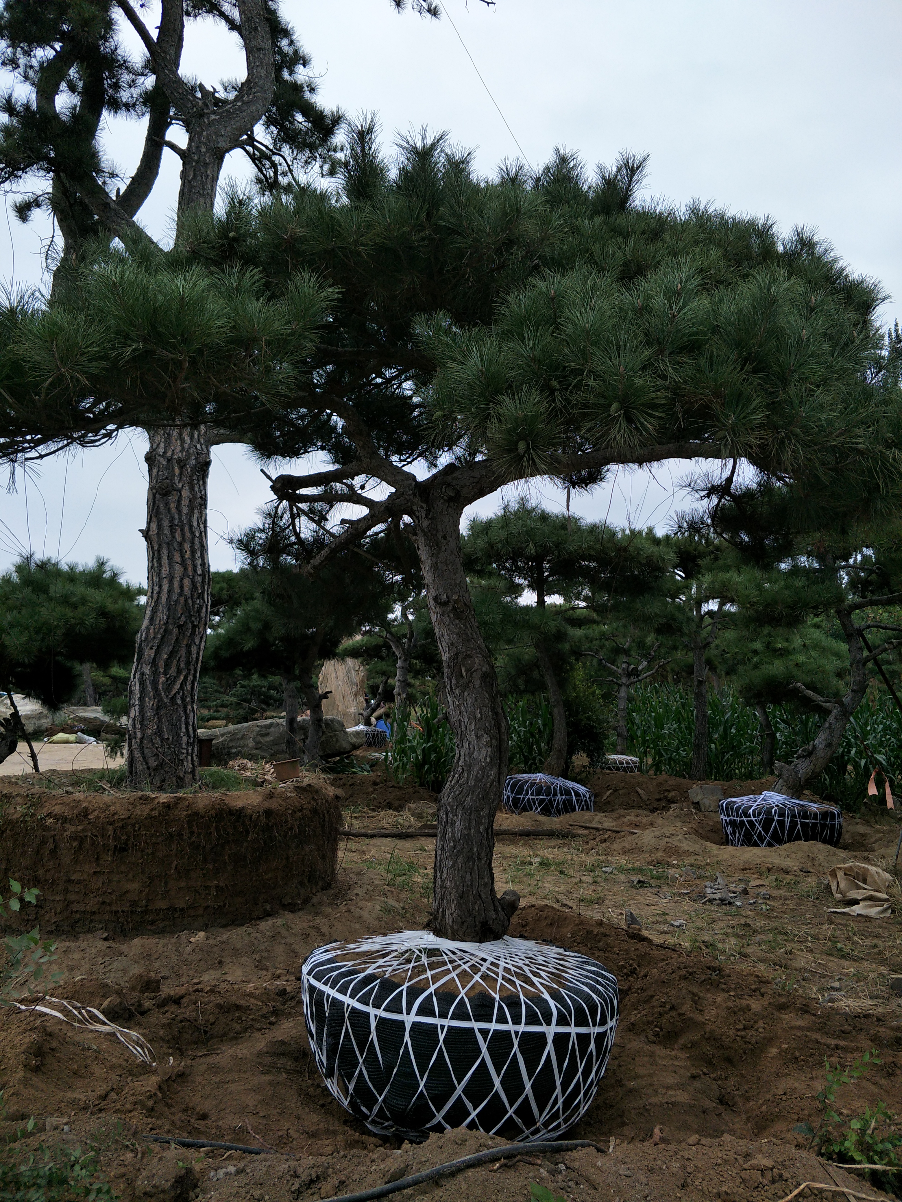 1米高山楂樹(shù)苗，山楂苗批發(fā)，大果山楂苗
