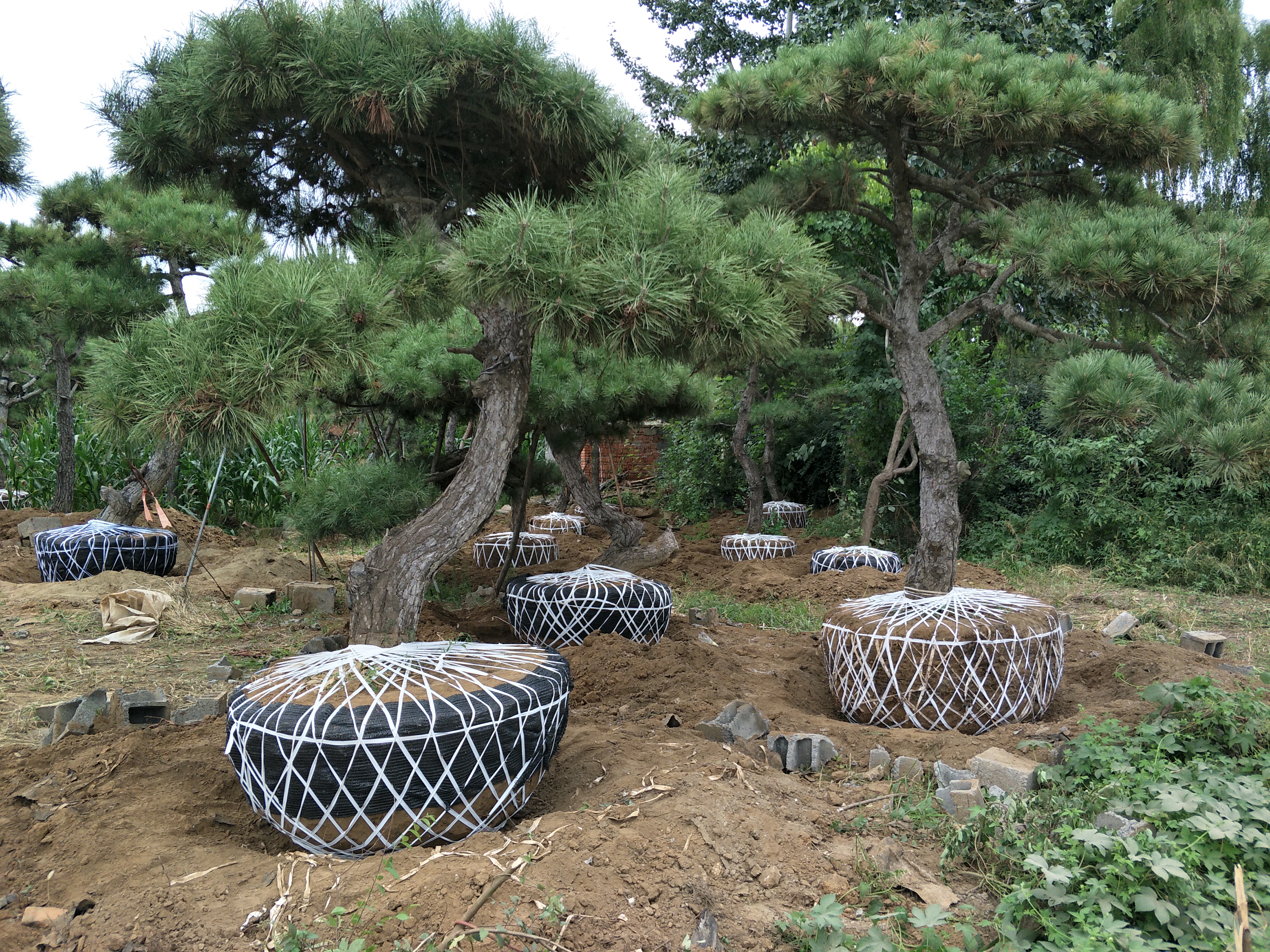 山楂苗，3公分山楂，山楂苗多少錢一株