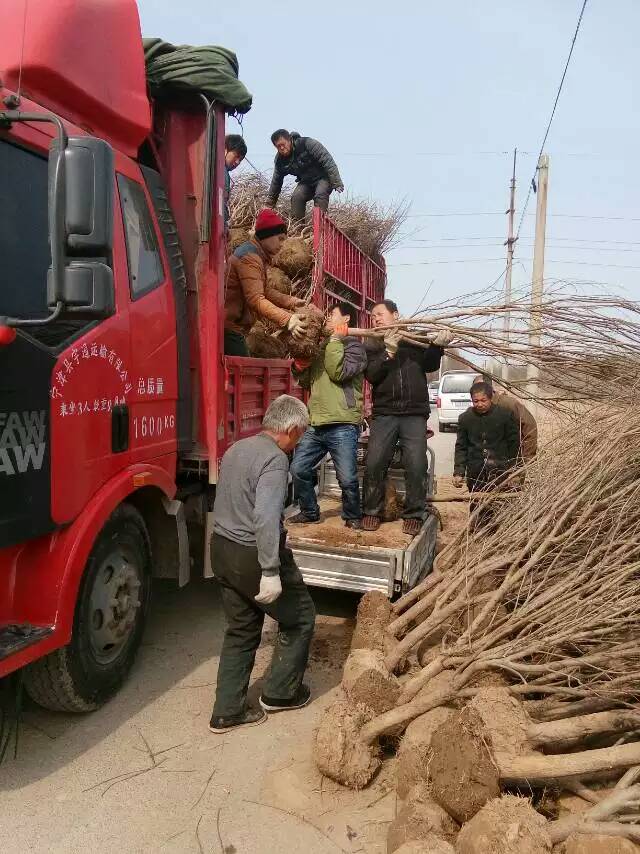 甜紅仔山楂苗，山楂苗多少錢一棵，山楂出售夠價格