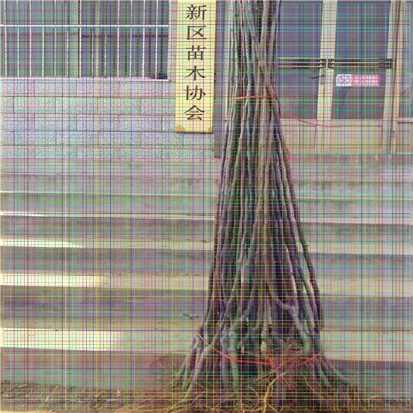 花椒苗，陜西無(wú)刺花椒苗批發(fā)
