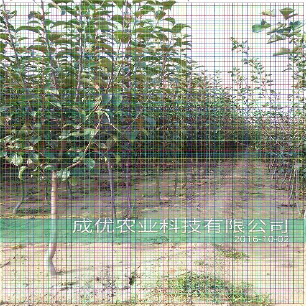 什么棗樹品種好，棗樹苗多少錢