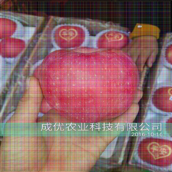 大紅袍花椒苗，陜西花椒苗批發(fā)