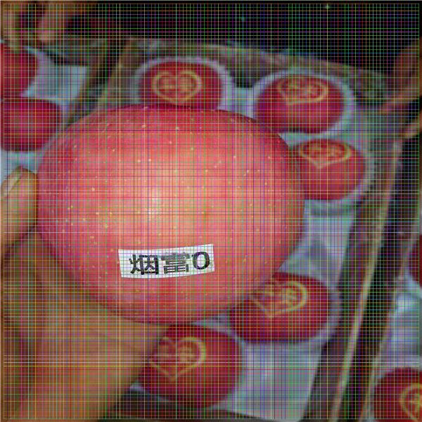 雞心果樹苗，山東蘋果苗價(jià)格