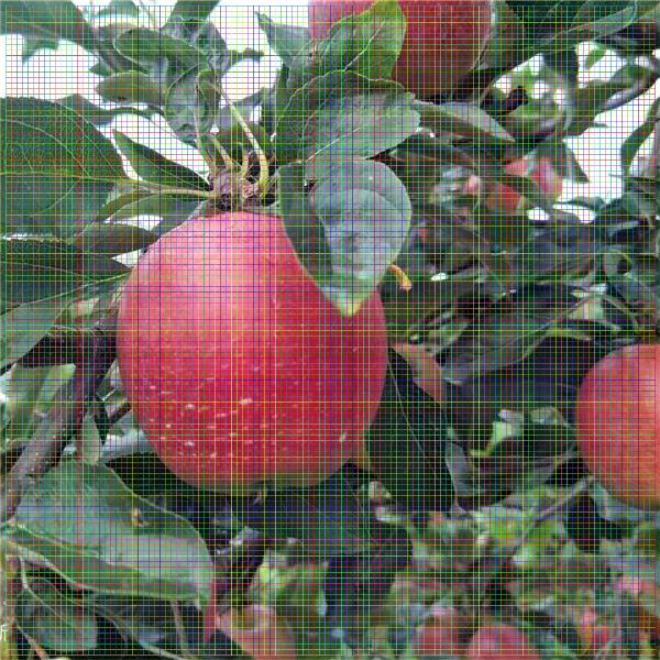 红富士苹果苗，苹果苗多少钱一棵