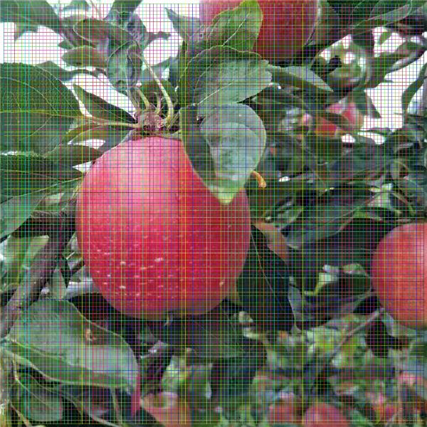 紅星蘋果苗，山東蘋果苗價(jià)格