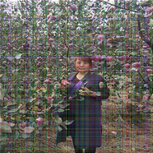 花椒苗，韓城無刺花椒苗價格