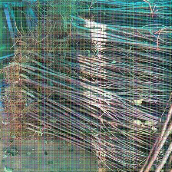 大紅袍花椒苗，韓城花椒苗價格