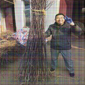 棗樹苗，棗樹苗幾年結(jié)果