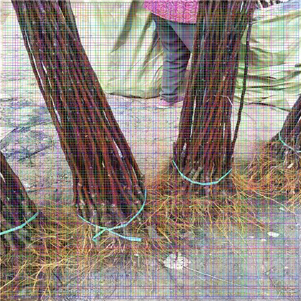 大紅袍花椒苗，花椒苗哪家好