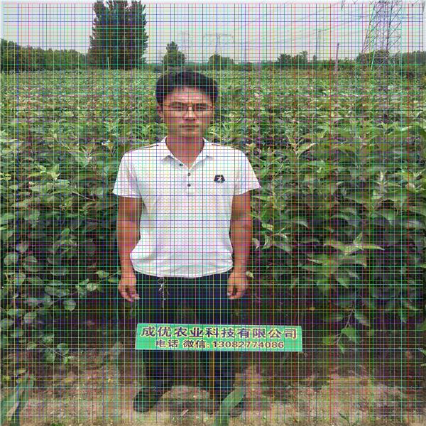 棗樹一畝地多少棵，棗樹苗品種