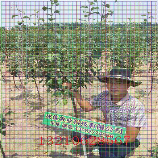 福星櫻桃樹(shù)基地出售