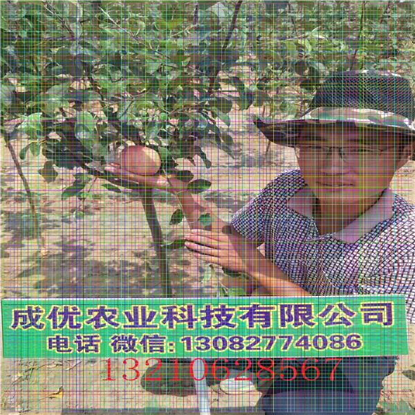 3公分蘋果樹苗，蘋果樹苗價格