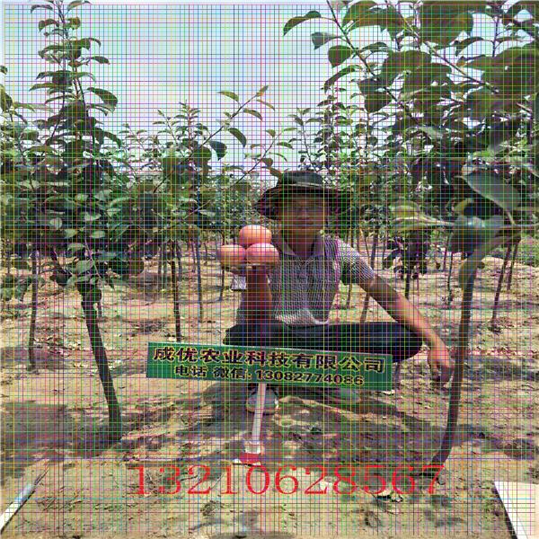3公分蘋果樹苗，蘋果樹苗價格
