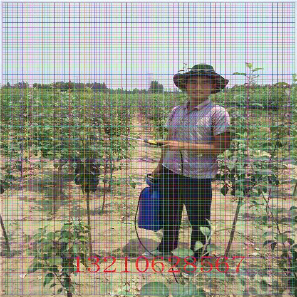 梨樹苗多少錢一棵，秋月梨樹苗價格
