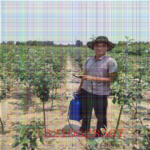 哪里賣矮化蘋果樹，紅肉蘋果苗多少錢