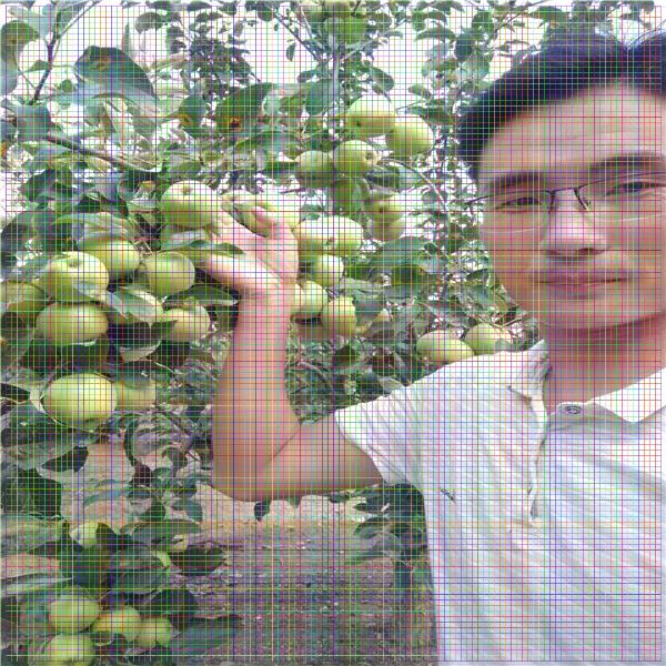 梨樹苗多少錢一棵，秋月梨樹苗價格