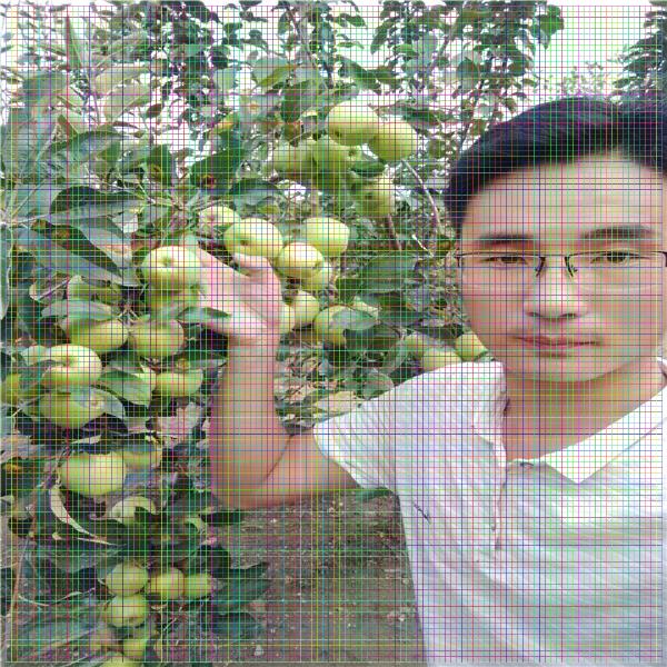 矮化蘋果樹苗，2018年新品種蘋果苗