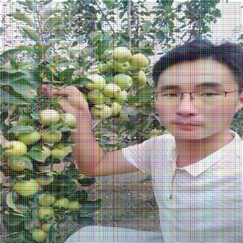 福星櫻桃樹2018年價格
