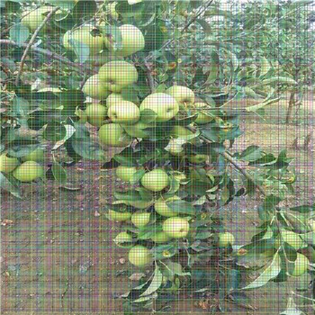 棗樹苗那個品種好，棗樹苗報價