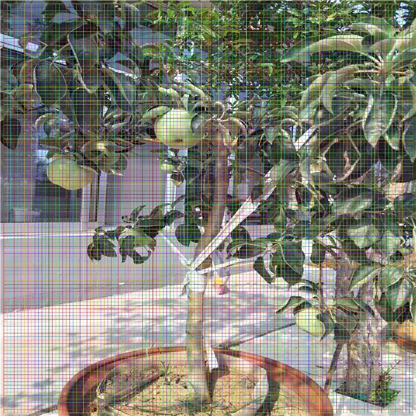 棗樹(shù)苗廠家，棗樹(shù)苗價(jià)格