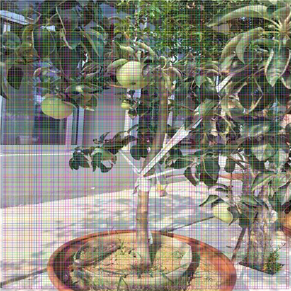 什么棗樹品種好，棗樹苗批發(fā)