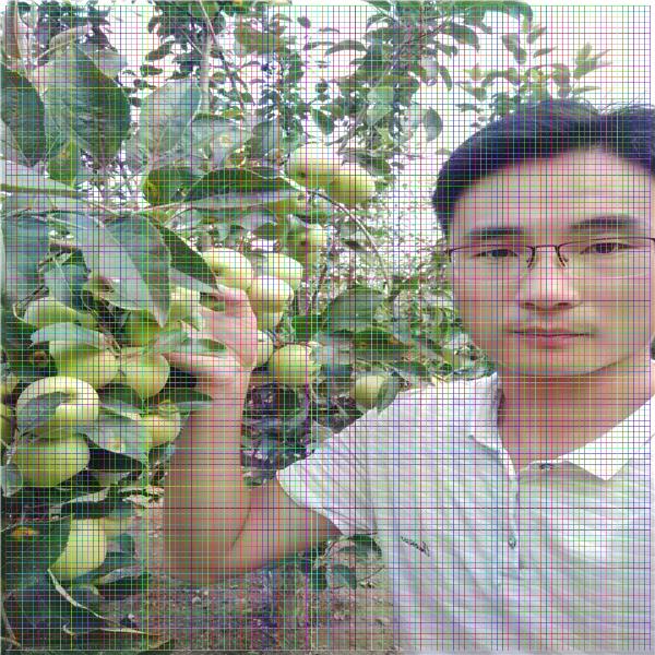 泰安花椒苗，花椒苗幾年結(jié)果