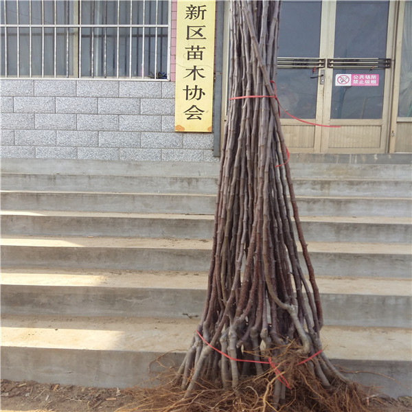 無刺花椒苗，大紅袍花椒畝產(chǎn)量