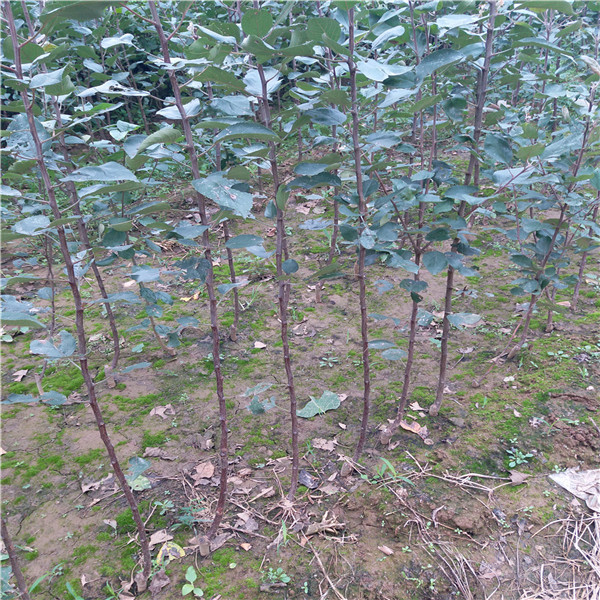 沙蜜豆櫻桃樹目前什么價格