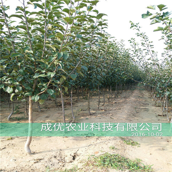 蘋果樹(shù)苗 ，目前好品種蘋果苗