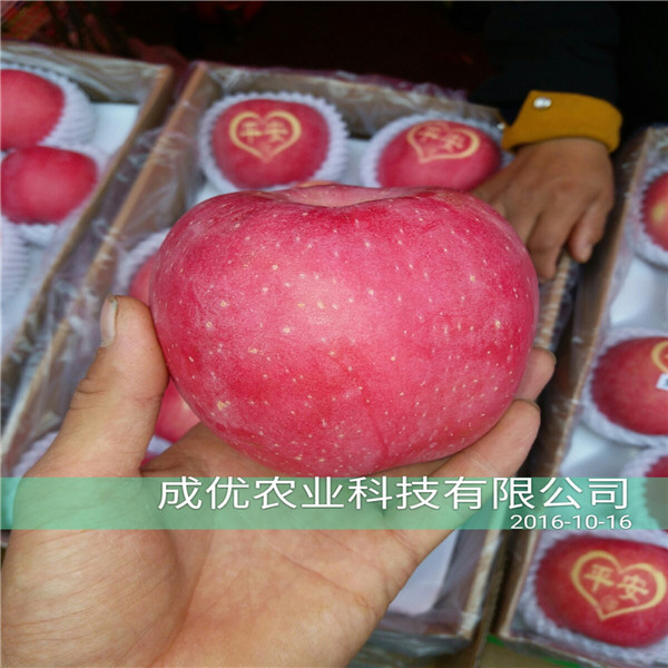 2公分紅肉蘋果苗，山東蘋果苗價(jià)格