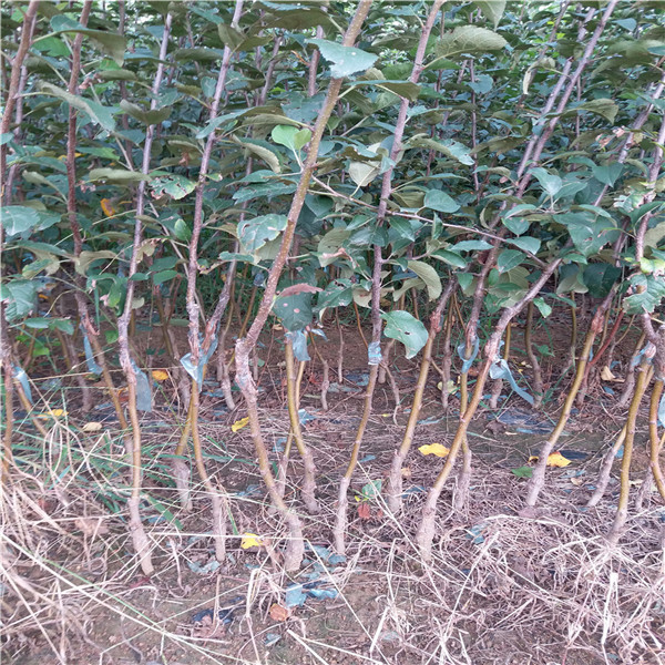 維納斯蘋果苗，哪里賣紅肉蘋果苗
